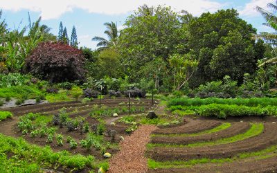 Sustainability Champions Podcast