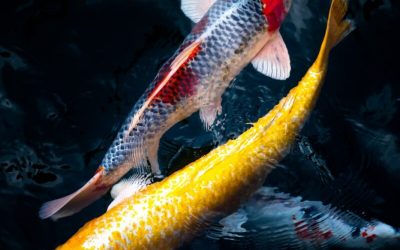 El yin y el yang de las organizaciones