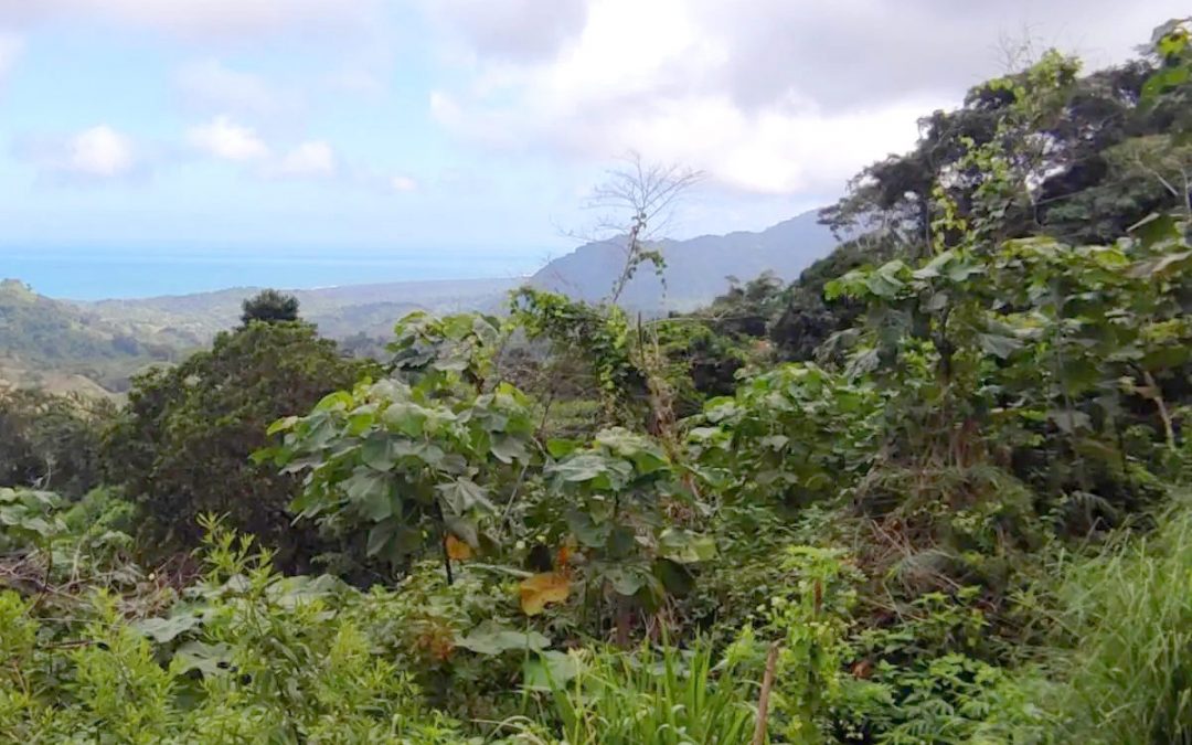 Sierra Nevada, Tayrona